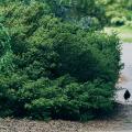 Royal Botanic Gardens, Kew